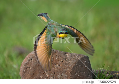 Little bee-eater flies over rock in savannah Little bee-eater flies over rock in savannah 136022529