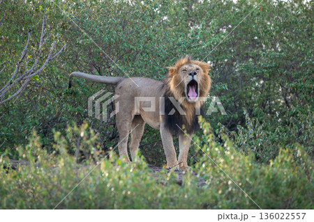 Male lion stands yawning in thick bushes 136022557