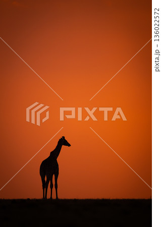 Masai giraffe silhouetted at sunset on horizon Masai giraffe silhouetted at sunset on horizon 136022572