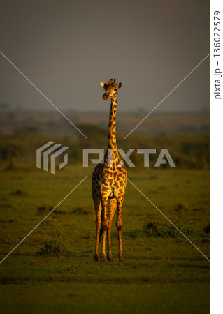 Masai giraffe standing in savanna facing camera 136022579