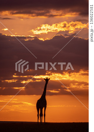 Masai giraffe standing on horizon at sundown 136022581