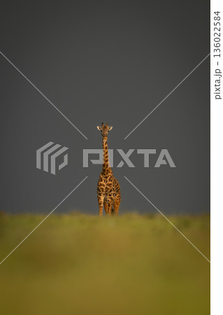 Masai giraffe standing under clouds on horizon 136022584