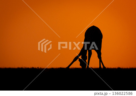 Masai giraffe stands bending over to drink 136022586