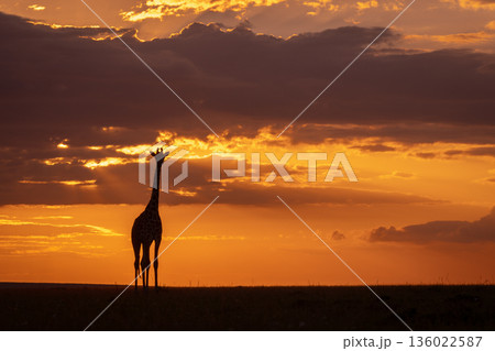 Masai giraffe stands facing camera at sunset Masai giraffe stands facing camera at sunset 136022587