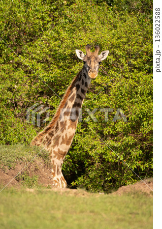 Masai giraffe stands half-hidden by grassy bank 136022588