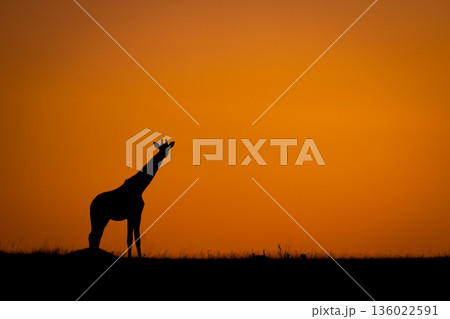 Masai giraffe stands in profile at sunrise Masai giraffe stands in profile at sunrise 136022591