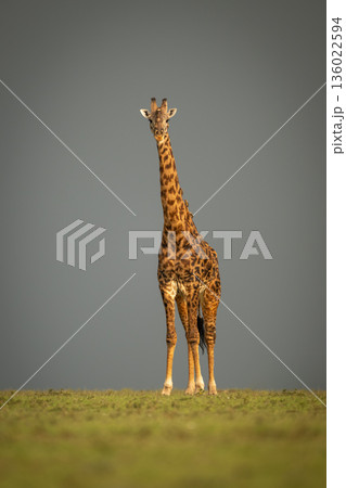 Masai giraffe stands on horizon against clouds Masai giraffe stands on horizon against clouds 136022594