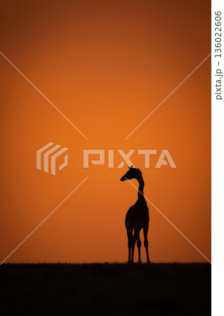 Masai giraffe turns on horizon at sunset Masai giraffe turns on horizon at sunset 136022606