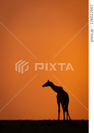Masai giraffe turns on skyline at sundown Masai giraffe turns on skyline at sundown 136022607