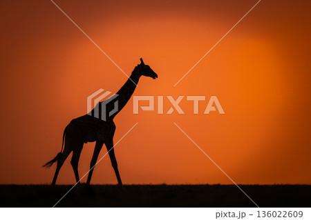 Masai giraffe walking across horizon at sunset 136022609