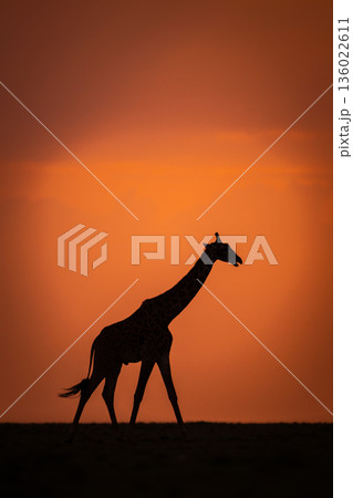 Masai giraffe walks across horizon at sunset Masai giraffe walks across horizon at sunset 136022611