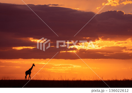 Masai giraffe walks along horizon before sunset 136022612