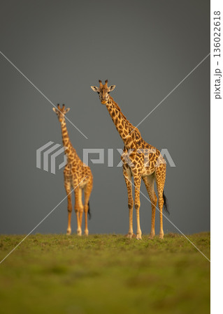 Masai giraffes stand on horizon against clouds 136022618