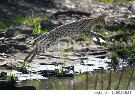 Serval jumping across river from rocky bank Serval jumping across river from rocky bank 136022621