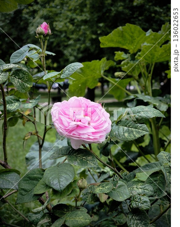 Pink rose blooming. Beautiful pink roses in full bloom at Rose Garden. 136022653