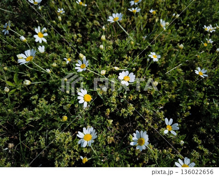 Daisies green grass. Field of White Daisies in Green Grass Daisies green grass. Field of White Daisies in Green Grass 136022656