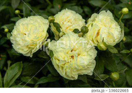 Paeonia, peony Lemon Chiffon blooms in the garden in summer Paeonia, peony Lemon Chiffon blooms in the garden in summer 136022665