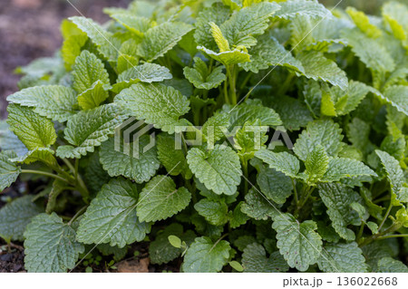 Lemon balm or balm mint, melissa officinalis aromatic green plant close up 136022668