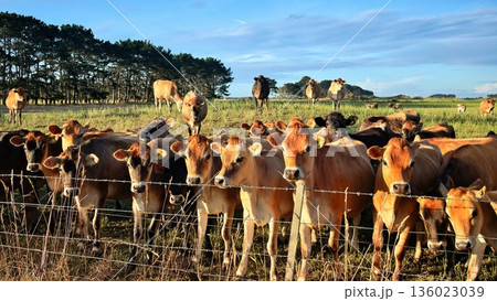 New Zealand Jersey Heifers By Fence New Zealand Jersey Heifers By Fence 136023039