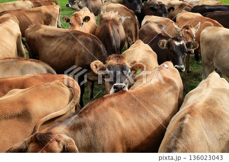 New Zealand Jersey Heifers Look Here 136023043