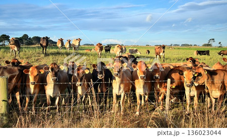New Zealand Jersey Heifers New Zealand Jersey Heifers 136023044