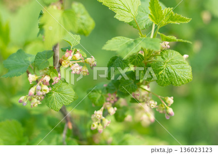 branches of blooming blackcurrant on green blurred background, selective focus branches of blooming blackcurrant on green blurred background, selective focus 136023123