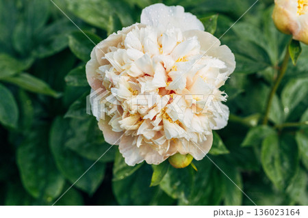Blooming Quitzin peony in the garden 136023164