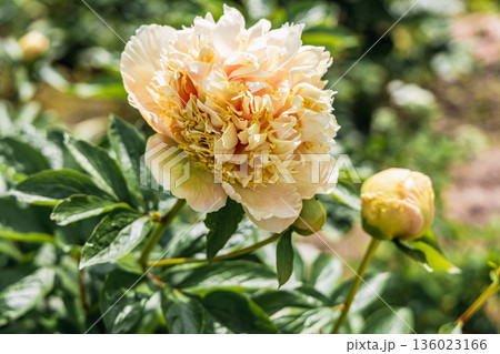 Blooming Quitzin peony in the garden Blooming Quitzin peony in the garden 136023166