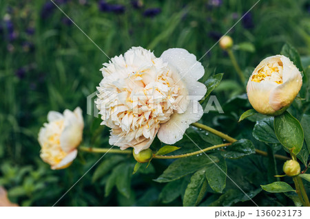 Blooming Quitzin peony in the garden 136023173