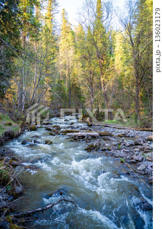 Tretya Rechka river or The third river flowing near Artybash town. Pristine freshwater river landscape in Altai region Russia Tretya Rechka river or The third river flowing near Artybash town. Pristine freshwater river landscape in Altai region Russia 136023179