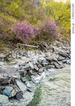 Blooming maralnik flowers in spring near Teletskoye lake Altai Russia. Vivid seasonal flora in wild mountain nature Blooming maralnik flowers in spring near Teletskoye lake Altai Russia. Vivid seasonal flora in wild mountain nature 136023180