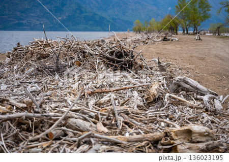 Storm washed branches and sticks on shore of Teletskoye lake in Altai Russia Natural debris for firewood and water purification 136023195