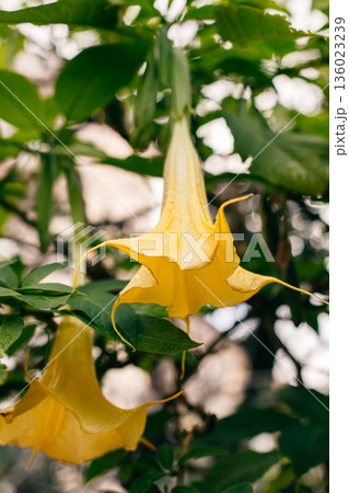 Beautiful yellow Datura flowers (Brugmansia aurea), the golden angel's trumpet in a garden. 136023239