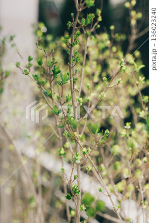 Branches with fresh green leaves in a garden. Spring background. 136023240