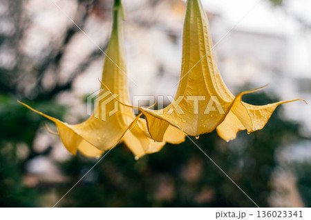 Beautiful yellow Datura flowers (Brugmansia aurea), the golden angel's trumpet in a garden. 136023341