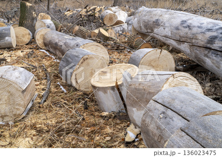 old cottonwood tree stump and large cut portions of stump in a pile in a riparian forest along Poudre River in Colorado old cottonwood tree stump and large cut portions of stump in a pile in a riparian forest along Poudre River in Colorado 136023475