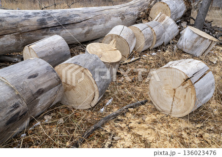 old cottonwood tree stump and large cut portions of stump in a pile in a riparian forest along Poudre River in Colorado old cottonwood tree stump and large cut portions of stump in a pile in a riparian forest along Poudre River in Colorado 136023476