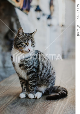 Cute tabby grey cat on a street of Budva old town, Montenegro. 136023579