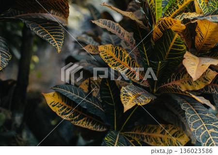 Amazing tropical plants in a greenhouse, Vienna, Austria. 136023586