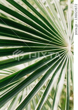 Fresh palm leaf in a sunlight. Concept green plant background. 136023672