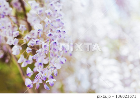 Beautiful flowers of Wisteria in a spring garden on a sunny day. Beautiful flowers of Wisteria in a spring garden on a sunny day. 136023673