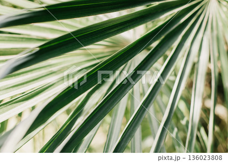Fresh palm leaf in a sunlight. Concept green plant background. Summer background. 136023808