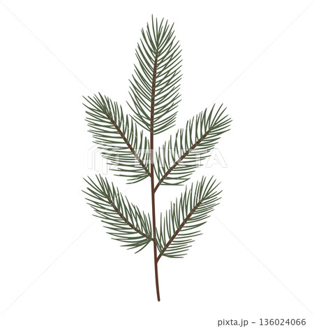Spruce tree branch creating winter and christmas holiday decoration 136024066