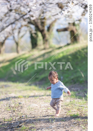 桜並木をよちよち歩く幼児の男の子_縦 136024369