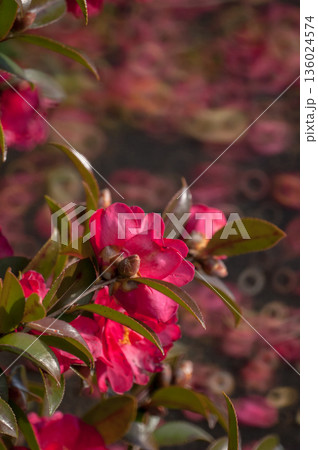 信濃川・やすらぎ堤の山茶花 信濃川・やすらぎ堤の山茶花 136024574
