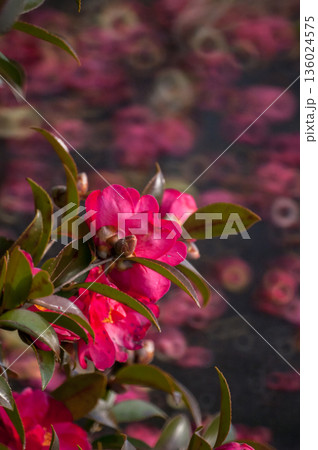 信濃川・やすらぎ堤の山茶花 信濃川・やすらぎ堤の山茶花 136024575