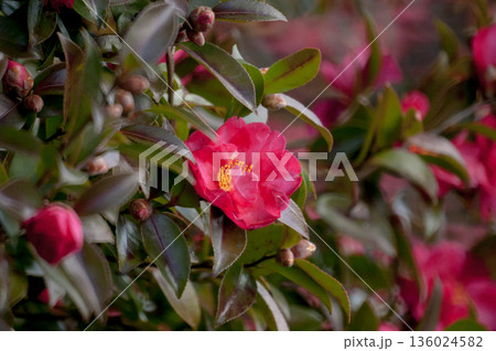 信濃川・やすらぎ堤の山茶花 信濃川・やすらぎ堤の山茶花 136024582