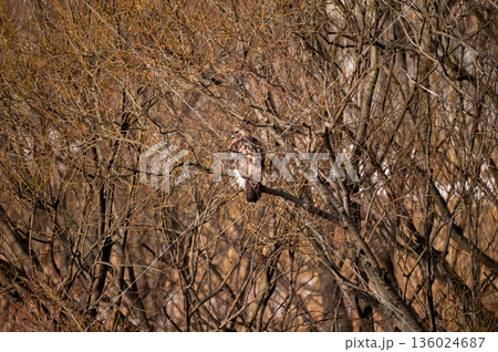 信濃川・やすらぎ堤の鵟(のすり) 136024687