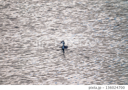 信濃川・やすらぎ堤の冠鳰(かんむりかいつぶり) 136024700