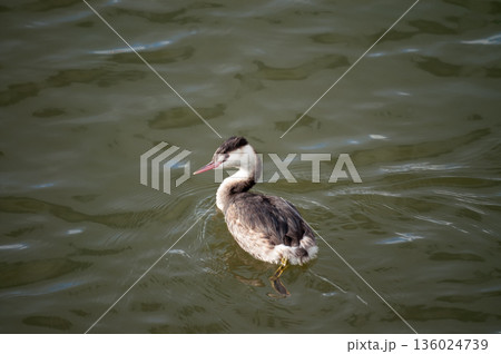 信濃川・やすらぎ堤の冠鳰(かんむりかいつぶり) 136024739